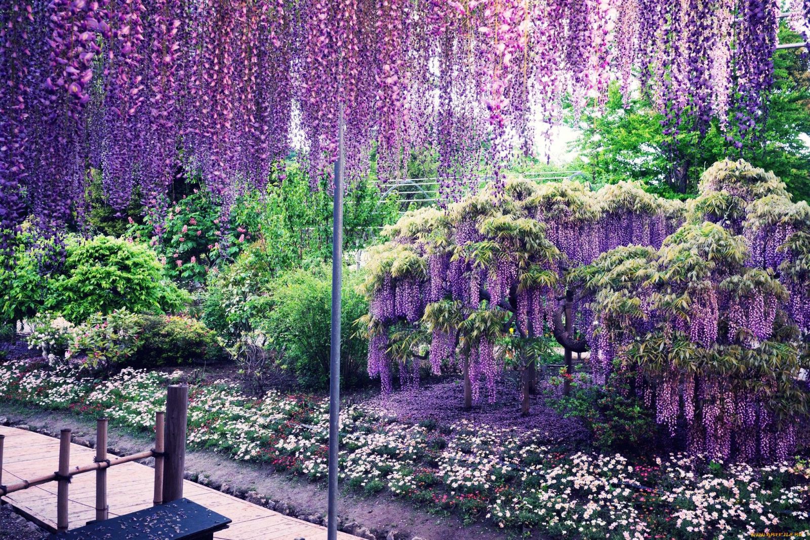 Цветущая Глициния сад Кавати Фудзи Япония